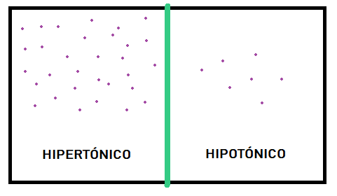 Ósomosis. Medio hipertónico e hipotónico. Biología Selectividad