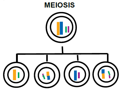 ¿Qué es la meiosis?