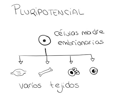 célula madre pluripotencial