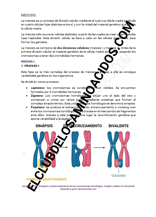 TEORÍA BIOLOGÍA SELECTIVIDAD - Imagen 3